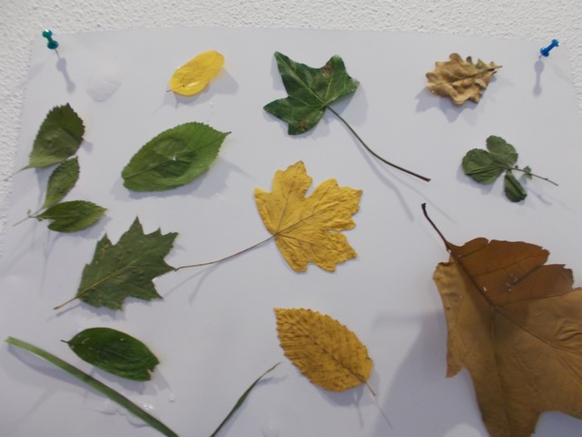 échantillon feuilles forêt